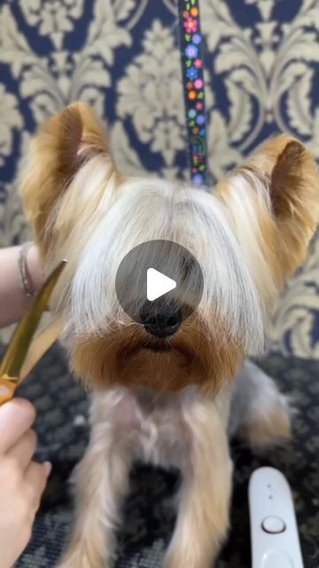 Yorkies Gram on Instagram: "New haircut 🐶🐶 @bijoupetspa ➖ Follow 👉@yorkies.gram  Follow 👉@yorkies.gram Follow 👉@yorkies.gram -------------------------------------------------------------- 🎥 @bijoupetspa  -------------------------------------------------------------- (Dm for credit or removal / All rights® are reserved & belong to their respective owners) ➖  Follow and tag us for chance to be featured! ➖ Tag your friends who need to see this❗ ➖ . . . . . .  #sisters #love #purelove #yorkiefamily #yorkielove #yorkiecute #yorkies #yorkiegram #yorkiesofinstagram #yorkiefamous #yorkielife #yorkiemom #lovethem #myloves #instagood #instafamous #happy #happydogs #bestdogever #cute #cuteness #cutenessoverload" Yorkie Haircut Short, Short Shitzu Haircut, Yorky Haircuts, Short Yorkie Haircut, Morkie Haircut Hairstyles, Yorkie Grooming Styles, Haircuts For Yorkies, Yorkiepoo Haircuts, Cute Yorkie Haircut