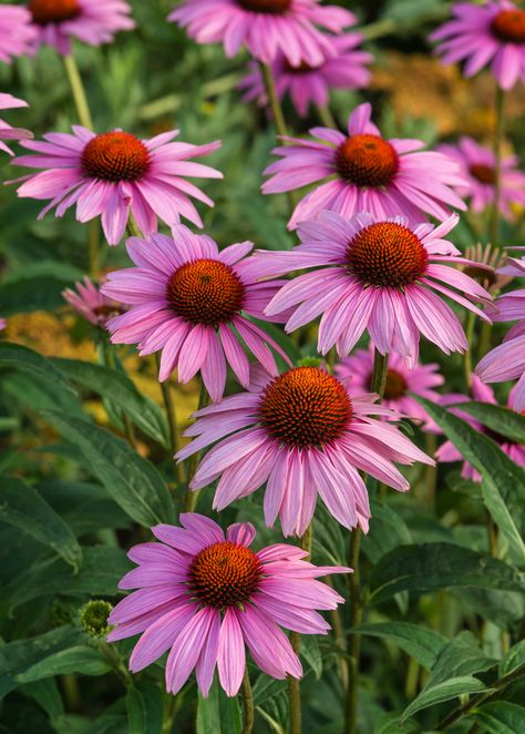 Echinacea, Purple Coneflower (Echinacea purpurea) Heat Tolerant Flowers, Purple Perennials, Heat Tolerant Plants, Purple Coneflower, Medicinal Herbs Garden, Echinacea Purpurea, Perennial Herbs, Growing Seeds, Flowers Perennials