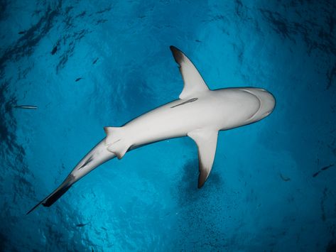 Caribbean Reef Shark Above V Shark From Above, Caribbean Reef Shark, Reef Shark, Shark Art, Fish Eye, Shark Tooth, Shark Teeth, Ap Art, Underwater Photography