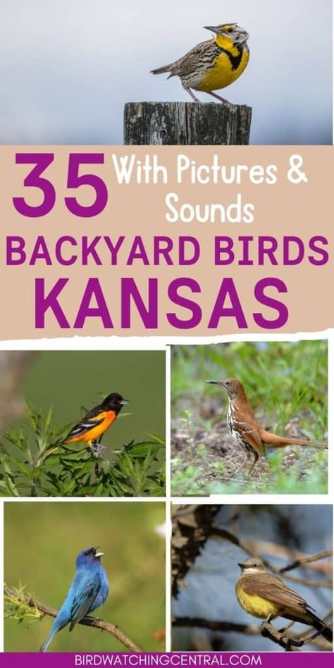 35 backyard birds in Kansas seen on your feeders with pictures for identification, what to feed them, and bird calls and songs Cottage Animals, Minnesota Birds, Homeschool Goals, Birds Pics, Texas Backyard, Backyard Birds Watching, Backyard Birds Feeders, Backyard Birds Sanctuary, Activity Day Ideas