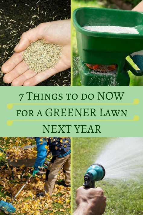 In many parts of the country, fall is a key season for lawn care. What you do at this time year largely determines the state of your grass in spring. From raking, to aerating, to fertilizing, take these steps now to ensure a greener lawn all next year. Lawn Maintenance Schedule, Overseeding Lawn, Fall Lawn Care, Spring Lawn Care, Fall Lawn, Lawn Care Business, Diy Lawn, Lawn Care Tips, Aerate Lawn