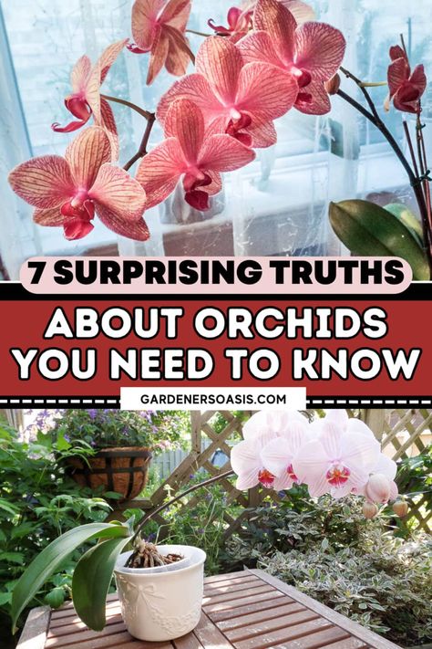 Orchid Care: 7 Surprising Things You Didn't Know About Growing Phalaenopsis orchids | Orchids How To Take Care Of Orchids Plants, Orchid Potting Ideas, Orchid Types, Orchid Diseases, How To Grow Orchids, Planting Hacks, Phalaenopsis Orchid Care, Indoor Orchids, Orchid Plant Care