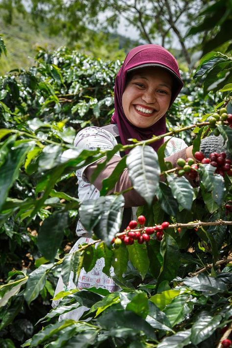 Coffee Beans Photography, Agriculture Tools, Coffee Farmers, Coffee Plants, Ethical Consumerism, Burnt Coffee, Me And My Family, Coffee Farm, Coffee Plant