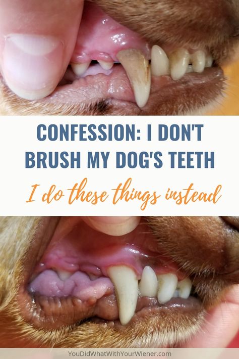 Dogs Teeth, Dog Remedies, Dog Health Tips, Dog Teeth Cleaning, Dog Dental, Dog Health Care, Dog Care Tips, Dog Teeth, Pet Hacks