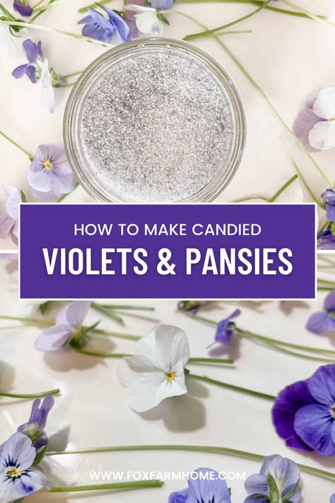 Making candied flowers from foraged wild violets and pansies is the perfect activity to welcome in spring.  It's a fun and easy project that requires just a few simple ingredients! Candied Flowers, Kids Nature Activities, Wild Violets, Natural Body Products, Fairy Festival, Candy Flowers, Herbal Recipes, Pansies Flowers, Home Diy Ideas