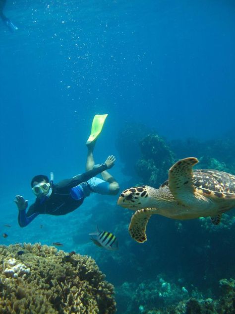 snorkling cozumel mexico august 2011 cv/nw Cozumel Excursions, Cruise Excursions, Cozumel Mexico, Best Cruise, Outdoor Restaurant, Best Image, Cruise Travel, Cozumel, Summer Pictures