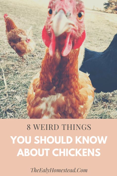 8 Weird Things You Should Know About Chickens | The Ealy Homestead Sunny Funny, Chicken Pecking, Urban Chicken Farming, Baby Chicks Raising, Chicken Care, Raising Chicks, Chicken Ranch, Chicken Tractors, Chicken Keeping