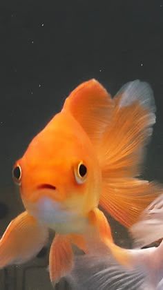 Fish Looking At Camera, Fish Photography Aesthetic, Pet Fish Ideas, Gold Fish Photography, Gold Fish Reference, Golden Fish Aesthetic, Beautiful Fish Photography, Golden Fish Drawing, Cute Fish Wallpaper