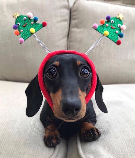 Cute Dachshund... If you love dachshunds, visit our blog to find the best products and accessories for hounds and #doglovers. #dachshundcentral #dachshundchristmas #dachshund #cute #christmas 📸 credits ig@martha_dachshund Christmas Kisses, Dachshund Quotes, Weenie Dog, Dachshund Funny, Wiener Dogs, Dachshund Christmas, Funny Dachshund, Weenie Dogs, Cutest Animals