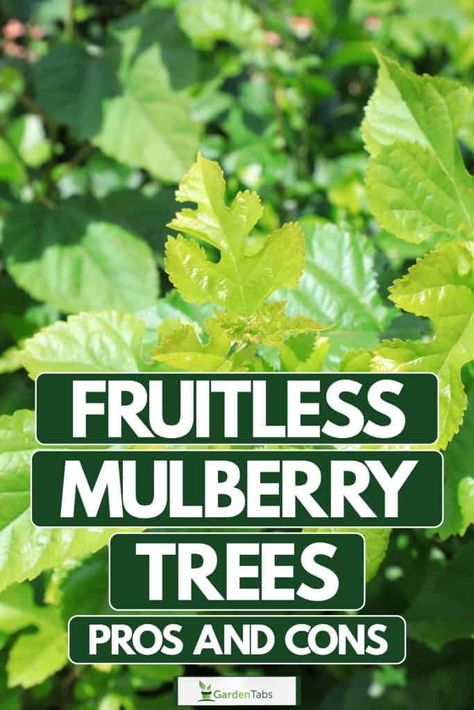 Fruitless Mulberry Trees: Pros And Cons Fruitless Mulberry Tree, White Mulberry Tree, Weeping Mulberry Tree, Mulberry Benefits, Mulberry Trees, Mulberry Leaves, Growing Calendar, Bark Beetle, Mulberry Leaf