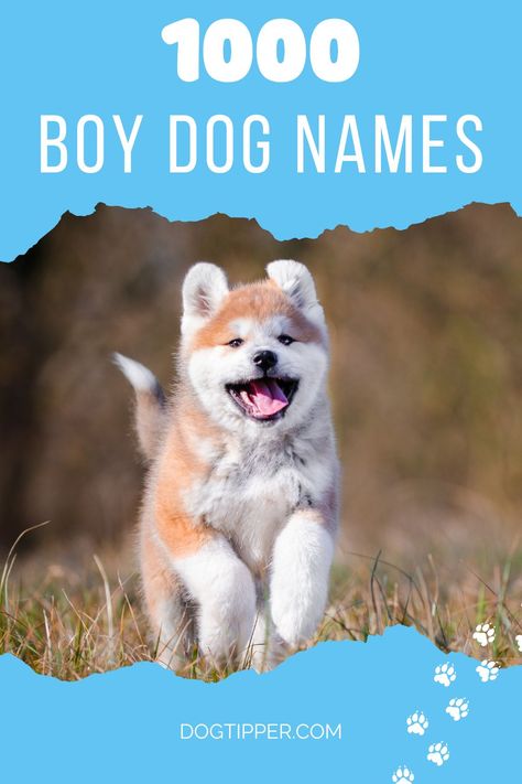 Spanish Dog Names Boy, Dogs Name Male, Small Dog Names Boys, Best Dog Names Boys, Funny Dog Names Boy, Names For Dogs Boys, Strong Dog Names Male, Unique Puppy Names Male, Golden Retriever Names Male