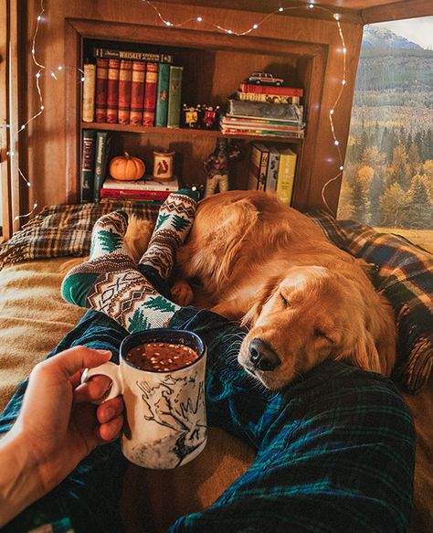 Summer Stuff, A Golden Retriever, Airedale Terrier, Fall Feels, Sweet Dogs, Jolie Photo, Autumn Cozy, 귀여운 동물, Mans Best Friend