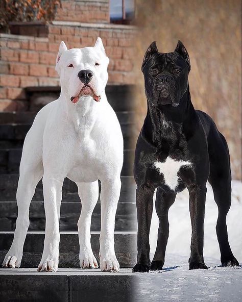 Dogo Argentino Worldwide on Instagram: “Which one would you pick?🤔 Dogo Argentino or Cane Corso? . . . . #dogoargentino #canecorso #canecorsolove #dogoargentinolove #dogs #dog…” Dog Argentino, Dogo Argentino Dog, Pitbull Dog Breed, English Dogs, Bully Breeds Dogs, Healthcare Plan, Cane Corso Dog, Corso Dog, Dangerous Dogs