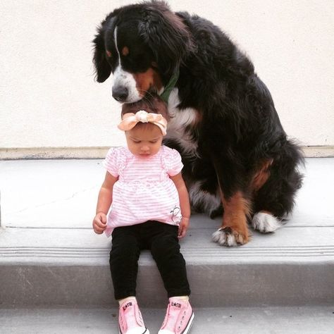 Burmese Mountain Dogs, Kids With Animals, Friendly Dog Breeds, Bernese Mountain Dog Puppy, Doggy Daycare, Bernese Mountain Dogs, Kids Animals, Breed Dogs, Great Danes