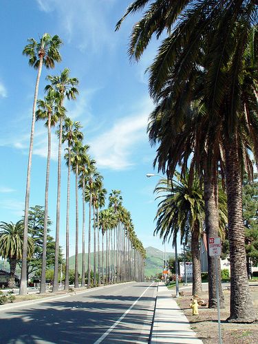 Palmeras de Fremont, CA, EE.UU. Fremont California, California Palm Trees, Ca History, Bay Area California, Adventure Travel Explore, Redwood Forest, California Love, City Of Angels, California Dreamin'