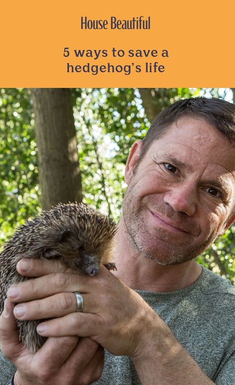 Saving Britain’s Hedgehogs host Steve Backshall has shared his top tips for homeowners to help hedgehogs in their own back gardens. From creating a 'hedgehog highway between gardens to removing all hazards, take a look at how you can help to save a hedgehog's life today. With an estimated 1.5 million hedgehogs across England, Scotland and Wales collectively – a declining number – there's a real danger that hedgehogs will be extinct by 2025. #hedgehog #wildlifeonearth #wildlife Sonic House, Hedgehog Highway, Steve Backshall, Sen Teaching, Hedgehog Ideas, Wildlife Garden Design, Hedgehog Care, Garden Wildlife, Happy Hedgehog