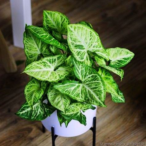 The ULTIMATE Guide on Syngonium Plant Care! (7-GROWTH HACKS) Fabric Banner Diy, House Indoor Plants, Syngonium Plant, Houseplant Aesthetic, Statement Plants, House Plant Ideas, Hoya Plant, Arrowhead Plant, Plant Wishlist