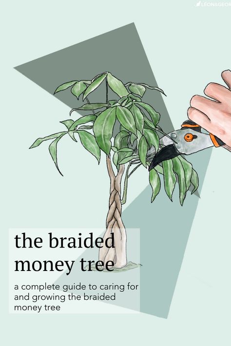 Money Tree Plant Decor, How To Braid Money Tree Plant, Propagating A Money Tree, Big Money Tree, Money Tree Indoor, Money Tree Plants Room Decor, Pruning Money Tree Plant, Braided Money Tree, Large Money Tree