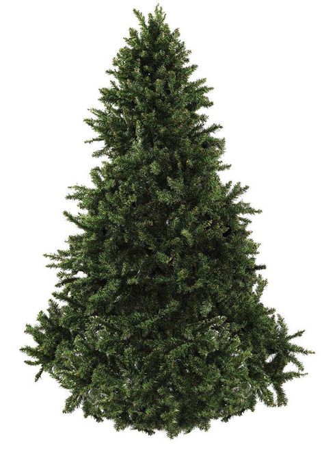 Undecorated tree Undecorated Christmas Tree, Real Christmas Trees, New Year Tree, Christmas Tree Images, Christmas 2025, Fake Trees, Real Christmas, Easy Christmas Treats, Real Christmas Tree