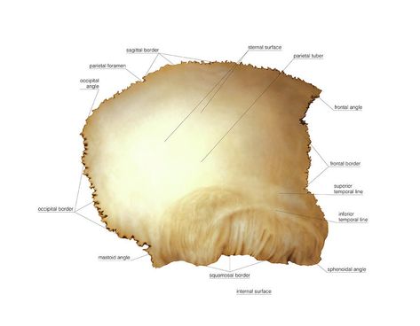 Parietal Bone Anatomy, Biomedical Technology, Skeleton System, Human Physiology, Medical Study, Anatomy Images, Skull Anatomy, Forensic Anthropology, Medical Studies