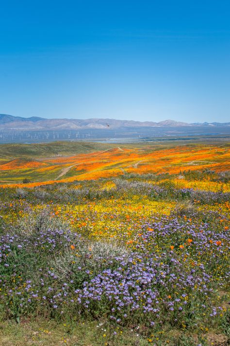 Carrizo Plain, Antelope Valley Poppy Reserve, Valley Aesthetic, Antelope Valley, Super Bloom, Spring Valley, Pretty Landscapes, California Poppy, National Monuments