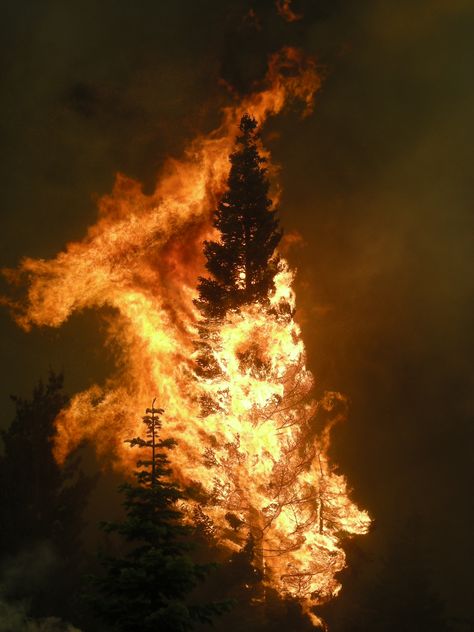 Burning Tree Aesthetic, Tree On Fire Drawing, Tree Burning, Tree On Fire, Fire Tree, Burning Tree, Wildland Fire, Crystal City, Fire Image