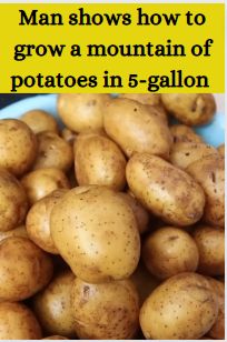 What To Grow In Buckets, How To Plant Potatoes In A Bucket, 5 Gallon Bucket Potatoes, Planting In 5 Gallon Buckets, Planting Potatoes In Buckets, Potatoes In Buckets How To Grow, Potato Gardening Container, Potato Growing Containers Diy, What To Grow In 5 Gallon Buckets