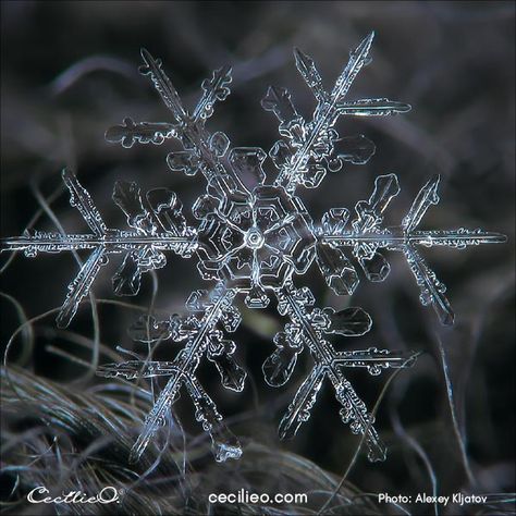 How to Watercolor a Sparkling, Real Snowflake Snowflake Photography, Snowflake Pictures, Macro Photography Tips, Foto Macro, Snowflakes Real, Photo Macro, Snowflake Photos, Casa Batlló, 카드 디자인