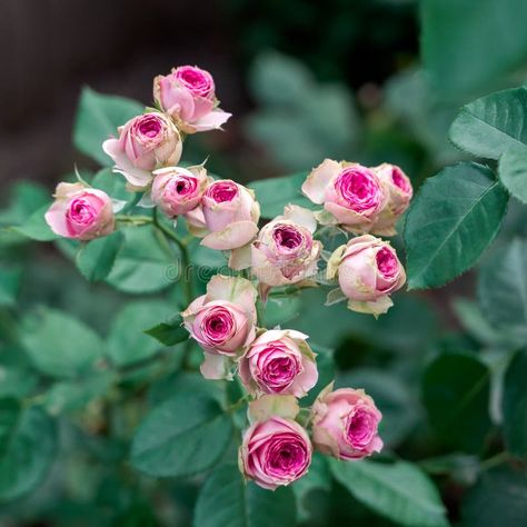 Mimi Eden Rose Stock Photos - Free & Royalty-Free Stock Photos from Dreamstime Eden Rose, Green Leaf Background, Light Pink Flowers, Plant Ideas, Mini Roses, Rose Bush, Leaf Background, Blooming Rose, Garden Roses