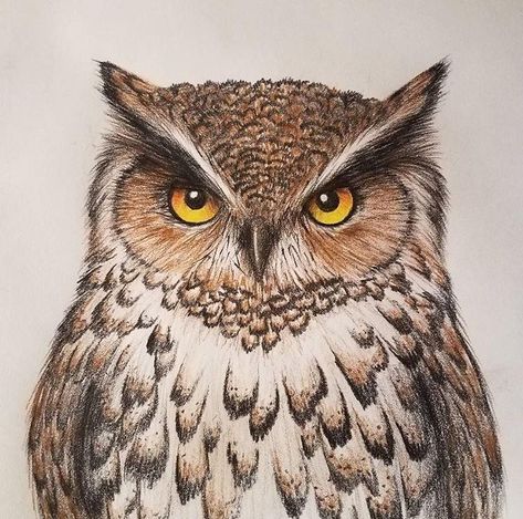 An Owl Drawing, Owl Colored Pencil Drawing, Colored Pencil Animal Art, Barred Owl Drawing, Owl Drawing Colorful, Owl Design Drawing, Owl Drawing Color, Owl Face Drawing, Owl Drawing Art