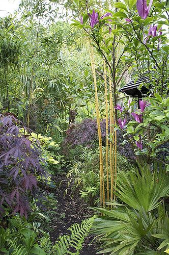 English garden for all seasons. Winner Daily Mail National Garden Competition 2007. Winner Walsall in Bloom 2006. www.fourseasonsgarden.co.uk   The bamboo to the right of centre is Phyllostachys aureosulcata 'Aureocaulis' Yellow Stem Bamboo/Golden Crookstem. The culms are greenish when new becoming a rich banana yellow and can turn to orange and reddish colours when sunbathed. Jungle Entrance, Magnolia Susan, Banana Yellow, Bamboo Plants, Plant Combinations, Flowering Trees, Small Gardens, English Garden, Small Garden