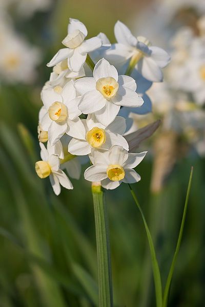 Fragrant narcissus or jonquils look lovely paired with blue Siberian squill December Flower, December Birth Flower, Bulbous Plants, Fall Bulbs, Poisonous Plants, Flower Guide, Flower Meanings, 22 December, Seasonal Flowers