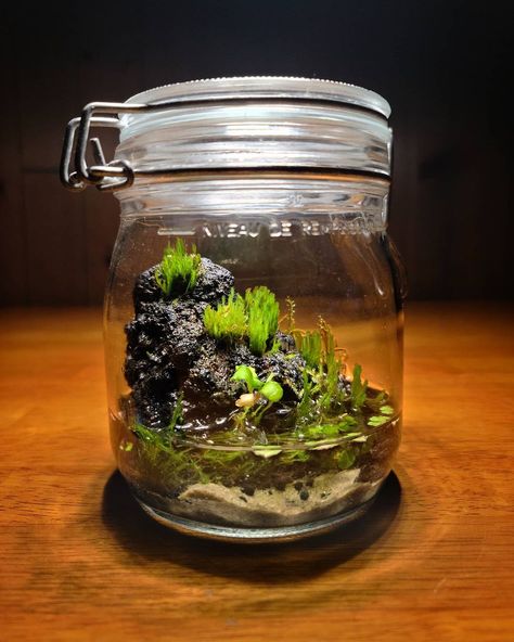 Tony Fawcett on Instagram: “This sealed jar terrarium is one and a half years old now, it contains a healthy bioactive ecosystem with pond snails and springtails. I…” Ecosystem Jar, Jar Ecosystem, Pond Terrarium, Ecosystem In A Bottle, Bioactive Terrarium, Terrarium Scene, Water Terrarium, Jar Terrarium, Terrarium Moss