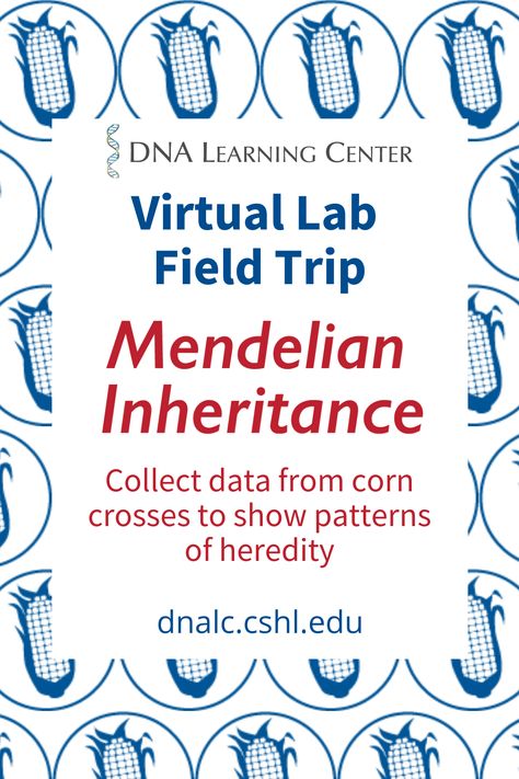 Genetics Project High School, Mendel Genetics, Biology Activities High School, Plant Genetics, Science Genetics, Health Science Classroom, Teaching Cells, Mendelian Inheritance, Genetics Activities