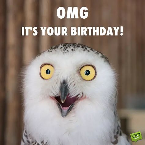 Funny happy birthday image with owl. Happy Birthday To You Nobody Likes You, Silly Happy Birthday, Happy Birthday Owl, Funny Birthday Pictures, Birthday Images Funny, Happy Birthday For Her, Funny Happy Birthday Images, Funny Happy Birthday Wishes, Funny Png