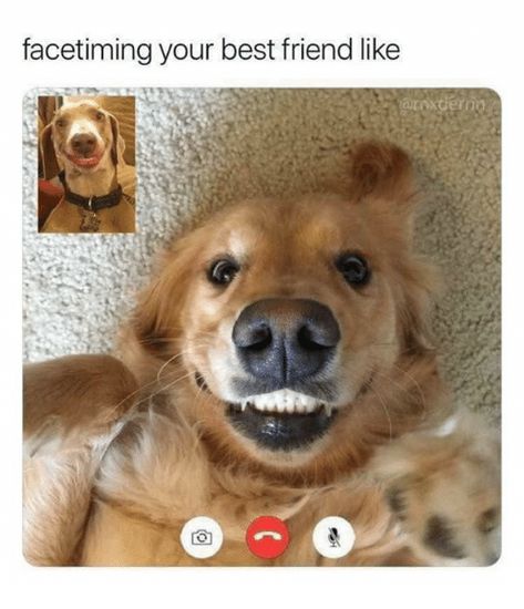 Pic of two dogs 'facetiming' each other with the caption, "Facetiming your best friend like..." Friendship Memes, Friend Memes, Airedale Terrier, Funny Animal Jokes, Dessin Adorable, Funny Animal Memes, Animal Jokes, Funny Animal Pictures, Dog Memes