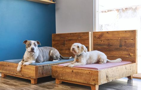 Dog Frame, Dog Bed Frame, Raised Dog Beds, Dog Lounge, Green Mattress, Mattress Dog Bed, Frame Bed, Dog Frames, Cool Dog Beds