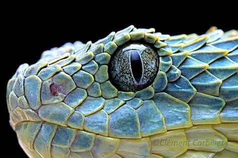 African Bush Viper, Bush Viper, Reptile Scales, Forest Crafts, Snake Photos, Photo Library, Patterns In Nature, The Animals, Photo Reference