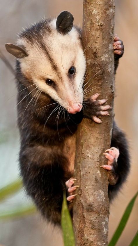 Awesome Possum, American Animals, Hxh Characters, Animal Study, Animal Projects, Silly Animals, Woodland Creatures, Animal Photo, Creature Design