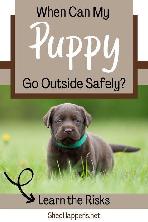 Small brown puppy wearing a green collar and standing outside in the grass. Text asks: When can my puppy go outside safely? Puppy Tips Bringing Home, Bringing Home Puppy, New Puppy Tips, Getting A New Puppy, Puppy Training Guide, Socializing Dogs, Puppy Socialization, Puppy Stages, Bernese Mountain Dog Puppy