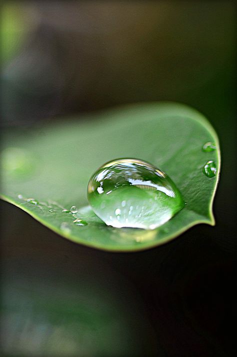 Dew Drops On Leaves, Jaidyn Aesthetic, Water On Leaf, Yam Leaves, Water Drop On Leaf, Dental Business, Drawing Scenery, 3d Art Drawing, Water Photography