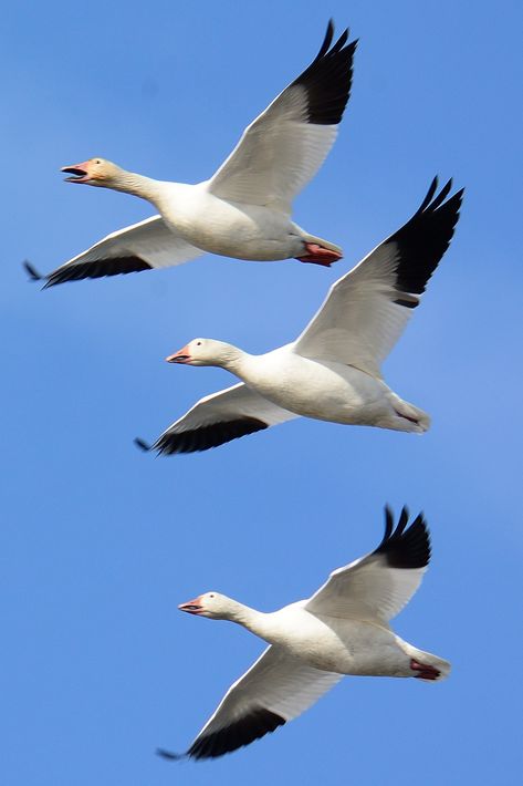 Snow Goose Hunting, Snow Geese, Goose Hunting, Wild Geese, Snow Goose, Cambridge England, Migratory Birds, Bird Hunting, Kinds Of Birds