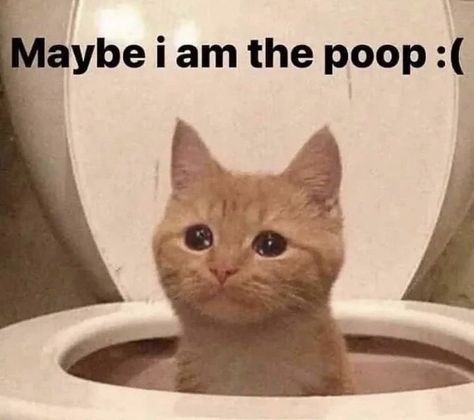 cat meme Silly Cats Pictures, Silly Animals, Funny Cat Memes, Cute Memes, Cute Cats And Kittens, Funny Cute Cats, Orange Cat, Silly Cats, Pretty Cats