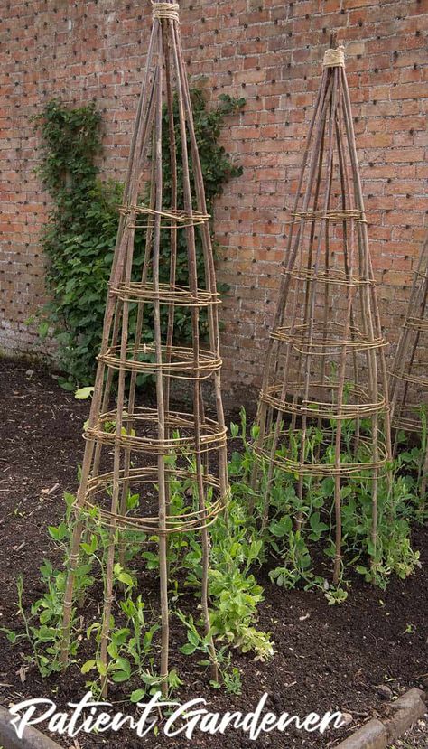 Sweet Peas Growing up a Hazel Wigwam Sweet Peas Growing, Peas Growing, Teepee Trellis, Pea Trellis, Allotment Ideas, Growing Sweet Peas, Sweet Pea Plant, Growing Peas, Diy Garden Trellis