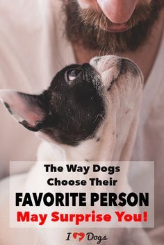 Lou Dog, Miniature Schnauzer Puppies, Pet Allergies, Dog Training Advice, Popular Dog Breeds, Most Popular Dog Breeds, Love My Dog, Dog Facts, Dog Info