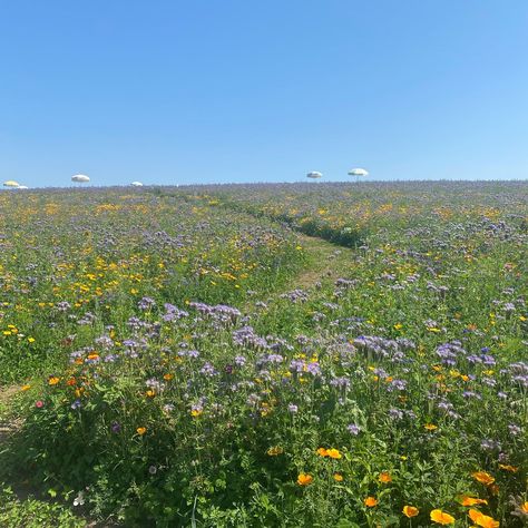 Endless Flower Field, Big Flower Field, Dreamcore Flower Field, Big Field Aesthetic, Christopher Core, Wild Flower Field, Ella Toone, Winter Guard, Flower Picks