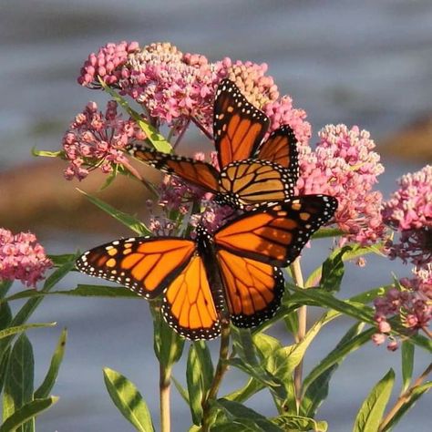 Asclepias Incarnata, Swamp Milkweed, Monarch Butterflies, Maryland, Perennials, Pink Flowers, Top 10, Butterflies, Pink