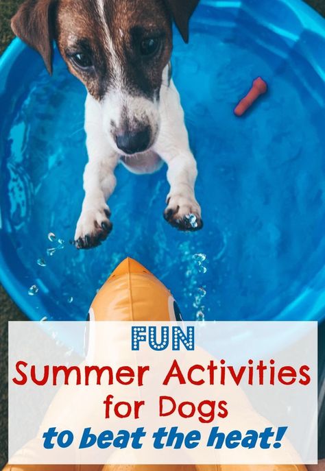 Activities For Dogs, Colorful Hairstyles, Dog Swimming, Cool Things To Do, Dog Enrichment, Dog Games, Fun Summer Activities, Kiddie Pool, Dog Activities