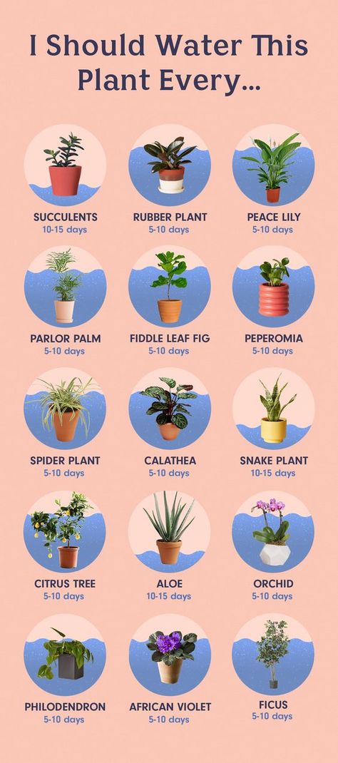 Hanging Plants Indoor Wall Decor, Mixing Indoor Plants In One Pot, Plants That Do Well In Full Sun And Heat, Beginner Diy Home Projects, Different Types Of Plants, Plants In Pots, نباتات منزلية, Inside Plants, Plant Ideas