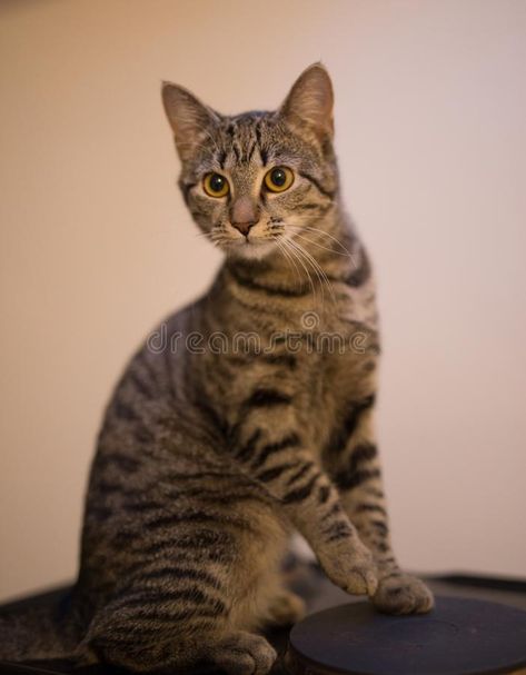 Closeup shot of an adorable cute gray cat indoors. A closeup shot of an adorable #Sponsored , #PAID, #paid, #shot, #cute, #indoors, #adorable Ocicat, Kitten Wallpaper, Spotted Cat, Anime Cat, Cat Aesthetic, Domestic Cat, Pet Costumes, Cat Wallpaper, Animal Sketches